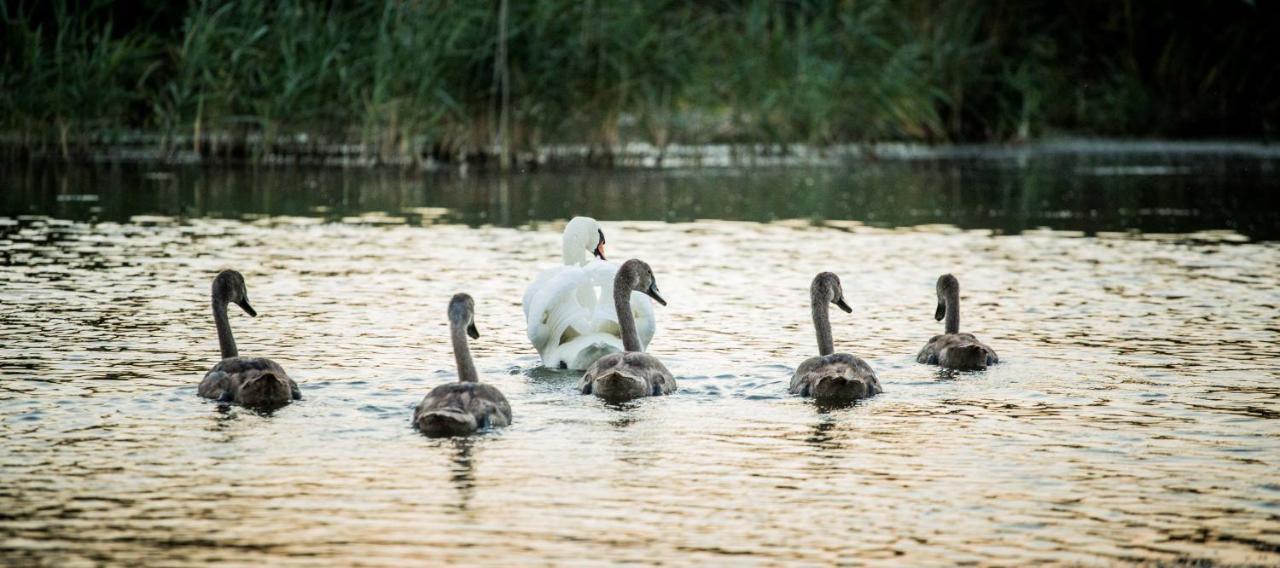 Pensiunea Nest Dunavăţu de Jos Εξωτερικό φωτογραφία